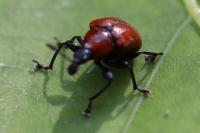 Attelabus nitens
