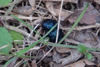 Timarcha goettingensis