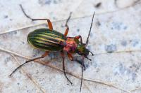 Carabus auronitens