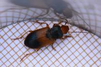 Diachromus germanus