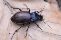 Carabus nemoralis