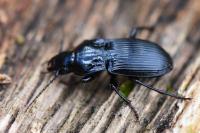 Abax parallelepipedus