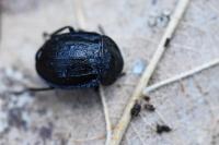 Phosphuga atrata