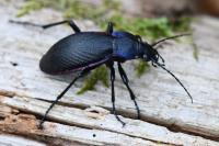 Carabus violaceus