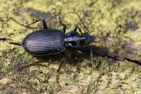 Platynus assimilis