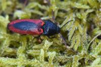 Ampedus sanguinolentus