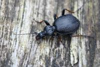 Cychrus attenuatus