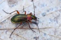 Carabus auronitens