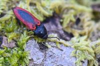 Ampedus sanguinolentus