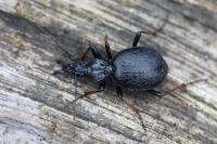 Cychrus attenuatus