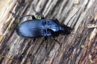 Abax parallelepipedus