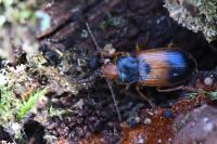 Diachromus germanus