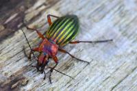 Carabus auronitens