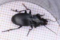 Abax parallelepipedus