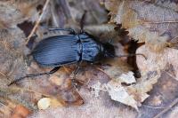 Abax parallelepipedus