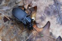 Abax parallelepipedus