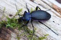 Carabus violaceus