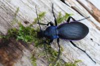 Carabus violaceus