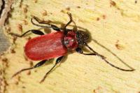 Pyrrhidium sanguineum