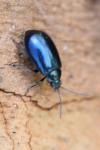 Agelastica alni