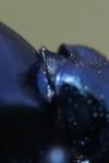 Meloe violaceus