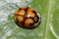 Adalia decempunctata