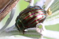 Chrysolina americana