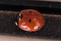 Coccinella septempunctata