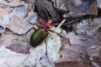 Carabus auronitens