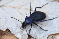 Carabus problematicus