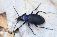 Carabus problematicus