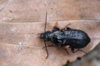 Pterostichus oblongopunctatus