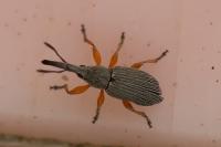 Rhopalapion longirostre