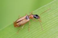 Demetrias atricapillus