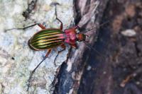 Carabus auronitens