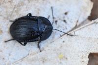 Phosphuga atrata