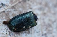 Platycerus caraboides