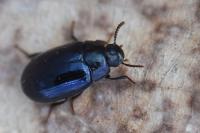 Platydema violacea