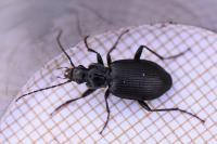 Platynus assimilis