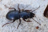 Molops piceus