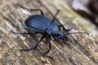 Carabus arvensis
