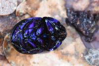 Anoplotrupes stercorosus
