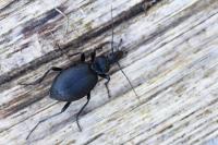 Cychrus caraboides
