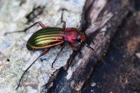 Carabus auronitens