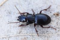 Molops piceus