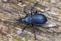 Carabus arvensis