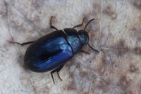 Platydema violacea