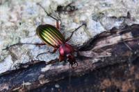Carabus auronitens