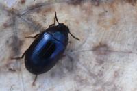 Platydema violacea
