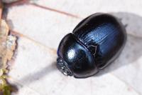Anoplotrupes stercorosus